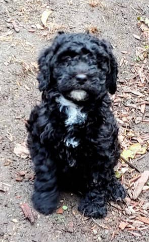 Windsor Doodle Australian Labradoodle Puppies