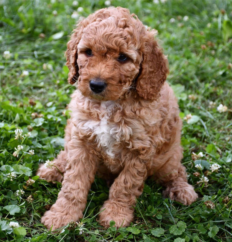 Windsor Doodle Australian Labradoodle Puppies