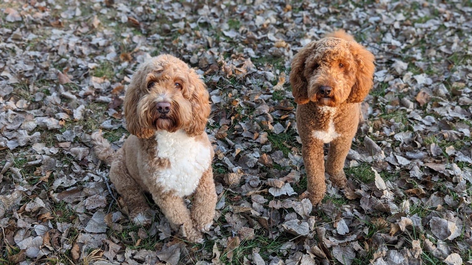 Labradoodle hotsell kennel club